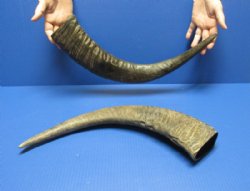 Wholesale Semi-polished water buffalo horns, measuring approximately 20 to 24 inches - 2 pcs @ $27.00 each; 8 pcs @ $24.00 each