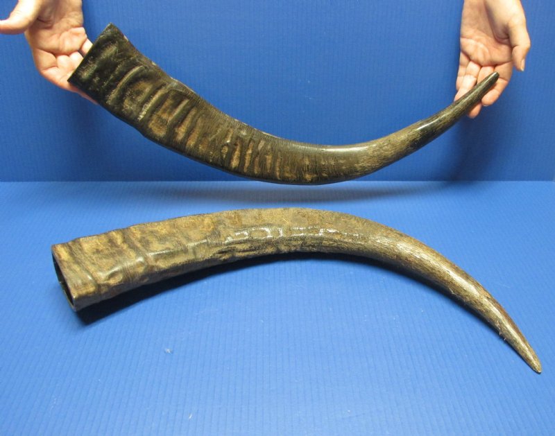 Semipolished water buffalo horns wholesale