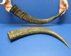 Wholesale Semi-polished water buffalo horns, measuring approximately 25 to 29 inches (you will receive horns similar to those pictured - no 2 will be identical)  - $30.00 each; Packed: 6 pcs @ $26.00 each