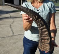 Wholesale Semi-polished water buffalo horns, measuring approximately 25 to 29 inches (you will receive horns similar to those pictured - no 2 will be identical)  - $30.00 each; Packed: 6 pcs @ $26.00 each