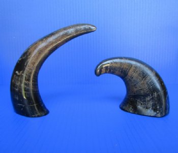 Animal Horns Wholesale