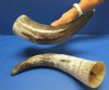 Wholesale Polished Buffalo Horn Cut Snake Skin Design - 12 inches to 15 inches around curve -(you will receive horns similar to those pictured - no 2 will be identical) - Packed: 2 pcs @ $9.00 each; Packed: 10 pcs @ $8.00 each