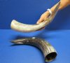 Wholesale Polished Buffalo Horn Cut Snake Skin Design - 15 inches to 18 inches around curve -(you will receive horns similar to those pictured - no 2 will be identical) - Packed: 2 pcs @ $12.00 each; Packed: 10 pcs @ $10.00 each