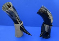 Wholesale Polished Buffalo Horn with horn stand - 12 inch to 15 inch - 2 pcs @ $17.00 each; 8 pcs @ $15.00 each