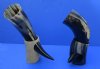 Wholesale Polished Buffalo Horn with horn stand (Bubalus, bubalis) 12 inch to 15 inch - Packed: 2 pcs @ $17.00 each; Packed: 8 pcs @ $15.00 each