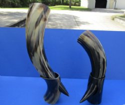 Wholesale Polished Buffalo Horn with horn stand - 15 inch to 19 inch - $25.00 each; 6 pcs @ $22.50 each