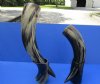 Wholesale Polished Buffalo Horn with horn stand (Bubalus, bubalis) 15 inch to 19 inch - $25.00 each; Packed: 6 pcs @ $22.50 each