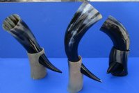 Wholesale Polished Cattle/Cow Horn with horn stand - 12 inch to 15 inch - 2 pcs @ $15.00 each; 8 pcs @ $13.50 each