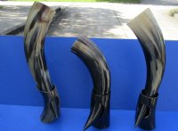 Wholesale Polished Cattle/Cow Horn with horn stand - 15 inch to 19 inch - $22.00 each; 6 pcs @ $19.50 each