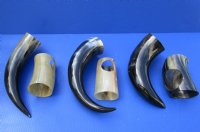 Wholesale Polished Cattle/Cow Horn with horn stand - 12 inch to 15 inch - 2 pcs @ $15.00 each; 8 pcs @ $13.50 each