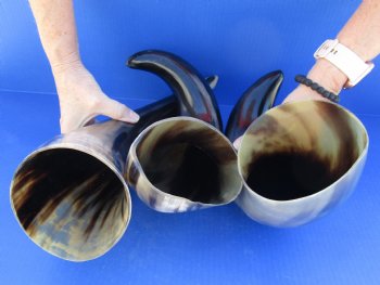 Wholesale Polished Water Buffalo Horns with a wide base 16 to 19 inches - 2 pc @ $13.00 each; 8 pcs @ $11.00 each 