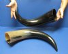 Wholesale Polished Water Buffalo Horns with a wide base from India, Bubalus Bubalis measuring approximately 20 to 24 inches - $27.00 each; Packed: 6 pcs @ $24.00 each (You will receive horns similar to those pictured)  