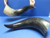 Wholesale Wide Base Polished Water Buffalo Horns from India, Bubalus Bubalis measuring approximately 25 to 29 inches - $45.00 each; Packed: 6 pcs @ $40.00 each (You will receive horns similar to those pictured)  