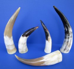 Wholesale Polished White Cow  Horns 10 to 15 inches - 10 pcs @ $9.45 each