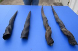 Wholesale Matching pair of Female Eland Horns  23" to 32" - $49/pair; 4 pair @ $44/pair