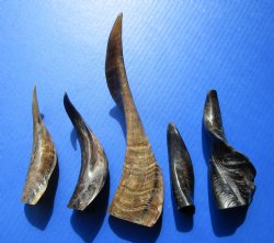 Wholesale Polished (Buffed) Goat Horns - 4 inches to 10 inches - 100 pcs @ $2.75 each <font color=red> *Special Bulk Price* </font>