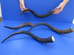 Wholesale African Impala Horns With Bone Core - 2 @ $12.00 each;10 @ $10.75each