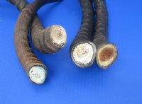 Wholesale African Impala Horns With Bone Core - 2 @ $12.00 each;10 @ $10.75each