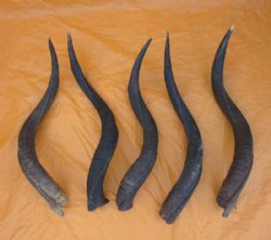 Wholesale African Kudu Horns 25 to 29 inches - Box of 5 @ $35.00 each