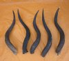  Kudu Horns Wholesale 25 inches to 29 inches around the curl- @ $39.00 each (You will receive horns that look similar to those pictured)  