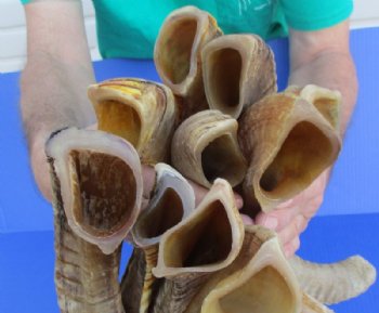 Buffed Indian Ram, Sheep Horns 12 to 15 inch (2 pc, 10 pc)