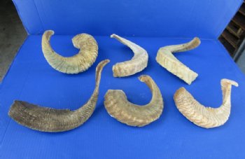 16 to 19 inches Wholesale Sheep Horns, Ram Horns - 2 pcs @ $10.00 each