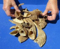 Sheep Horns, Ram Horns 5 to 9 inch (10 pc, 25 pc)