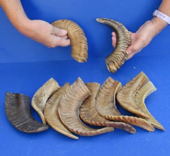 Buffed Indian Sheep Horns, Ram Horns 8 to 11 inch (2 pc, 10 pc)