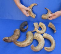 Buffed Indian Sheep Horns, Ram Horns 8 to 11 inch (2 pc, 10 pc)