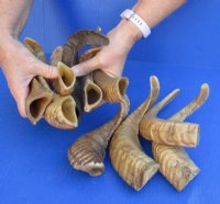 Buffed Indian Sheep Horns, Ram Horns 8 to 11 inch (2 pc, 10 pc)
