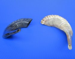 Polished Sheep horn Shofar 13 to 17 inch (2 pc, 8 pc)