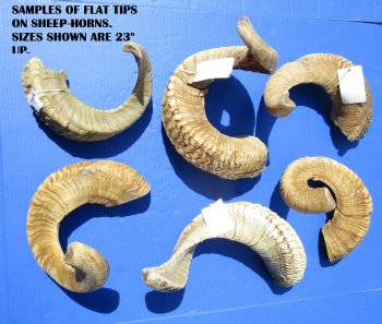 Extra Large Sheep Horns, Ram Horns 30 to 33 inch (1 pc, 6 pc)