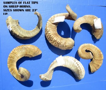Wholesale Sheep Horns, Ram Horns  23 to 26 inches - $16.50 each; 8 pcs @ $14.50 each 