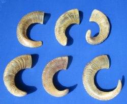 Wholesale Indian Semi-Polished Sheep Horns for sale 8 to 17 inches - 5 pcs @ $6.00 each