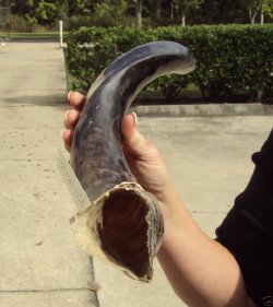 Wholesale Half-Polished Kudu Horns from 40 to 44 inches - $127.00 each