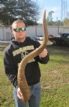 Discount Animal Horns Hand Picked