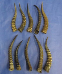 Blesbok Horns Wholesale, commercial grade, 12 to 16 inches - 2 @ $9.00 each; 20 @ $8.00 each 