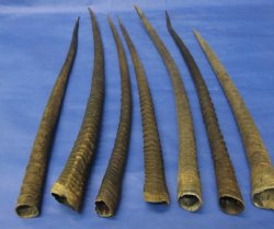 Gemsbok Horns for Sale 32 inch long and Under - (1 pc, 5 pc)