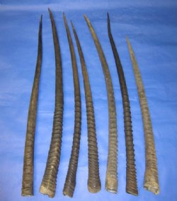 Gemsbok Horns for S...