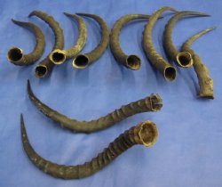 16 to 22 inch African Impala Horns - (2 pc, 12 pc)