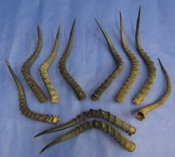 16 to 22 inch African Impala Horns - (2 pc, 12 pc)