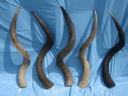 Wholesale Kudu Horns to make shofars 35 to 39 inches - 5 @ $75.00 (Shipped UPS Signature Required)