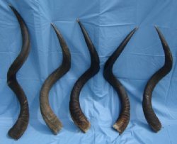 African Kudu Horns Wholesale 35 to 39 Inches - $85.00 each