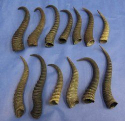 Wholesale Springbok Horns in bulk, from Male African Springbok 8 to 11 inches - 3 @ $6.50 each; 20 @ $5.50 each