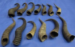 Male Springbok Horns 8 to 11 inch ( 3 pc, 20 pc)