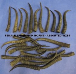 Wholesale Female Springbok Horns 4 to 9 inches - 4 pcs @ $4.50 each; 20 pcs @ $4.00 each 