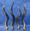 Wholesale Polished Kudu horns from 30 to 34 inches - Box of 5 @ $59.00 each  (We will select horns similar to those shown in the photos)