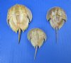 Wholesale Dried Molted Horseshoe crab shells for sale 2 inches up to 4-3/4 inches in size - You will receive ones similar to the pictures - Packed: 5 pcs @ $3.50 each; Packed: 20 pcs @ $3.15 each