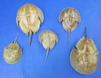 Wholesale Dried Molted Horseshoe crab shells - 2 inches up to 4-3/4 inches - 5 pcs @ $3.50 each; 20 pcs @ $3.15 each