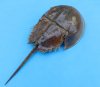 Wholesale Dried Molted Horseshoe crab shells for sale 9 inches up to 11 inches in size - You will receive ones similar to the pictures - Packed: 2 pcs @ $7.00 each; Packed: 12 pcs @ $6.30 each